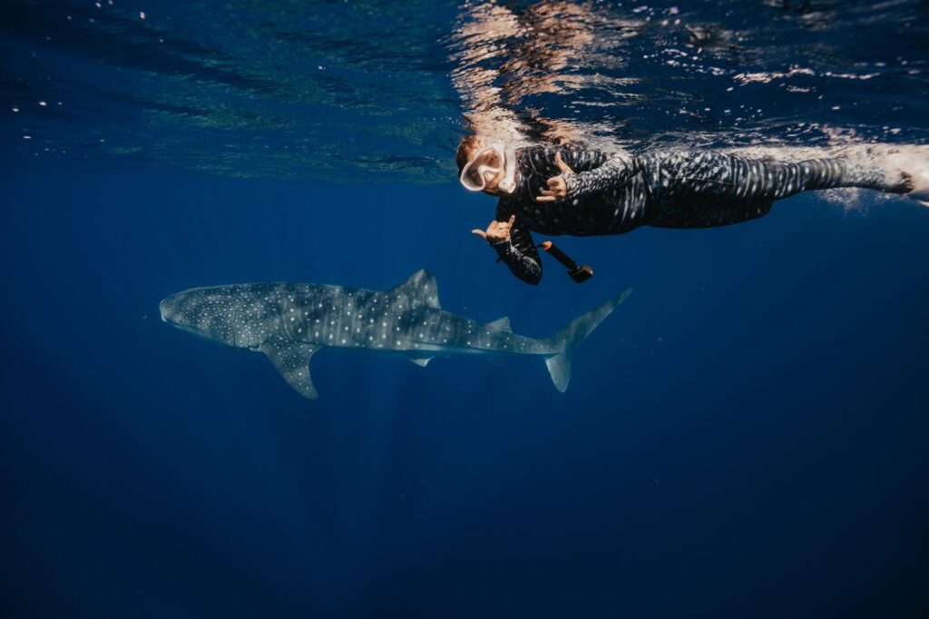 Jemima diving with Whale Sharks at Ningaloo Reef 